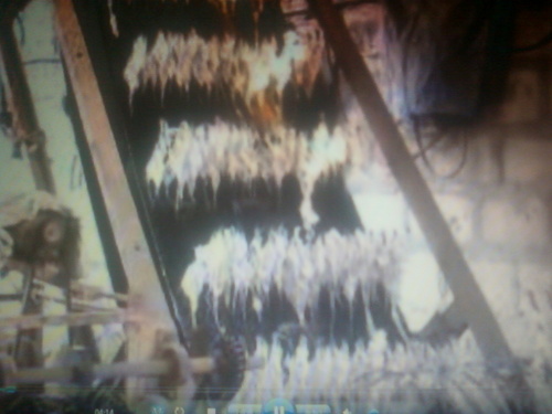 राफिया कैंवर प्लांट