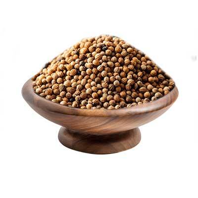 Coriander (Coriandrum sativum)