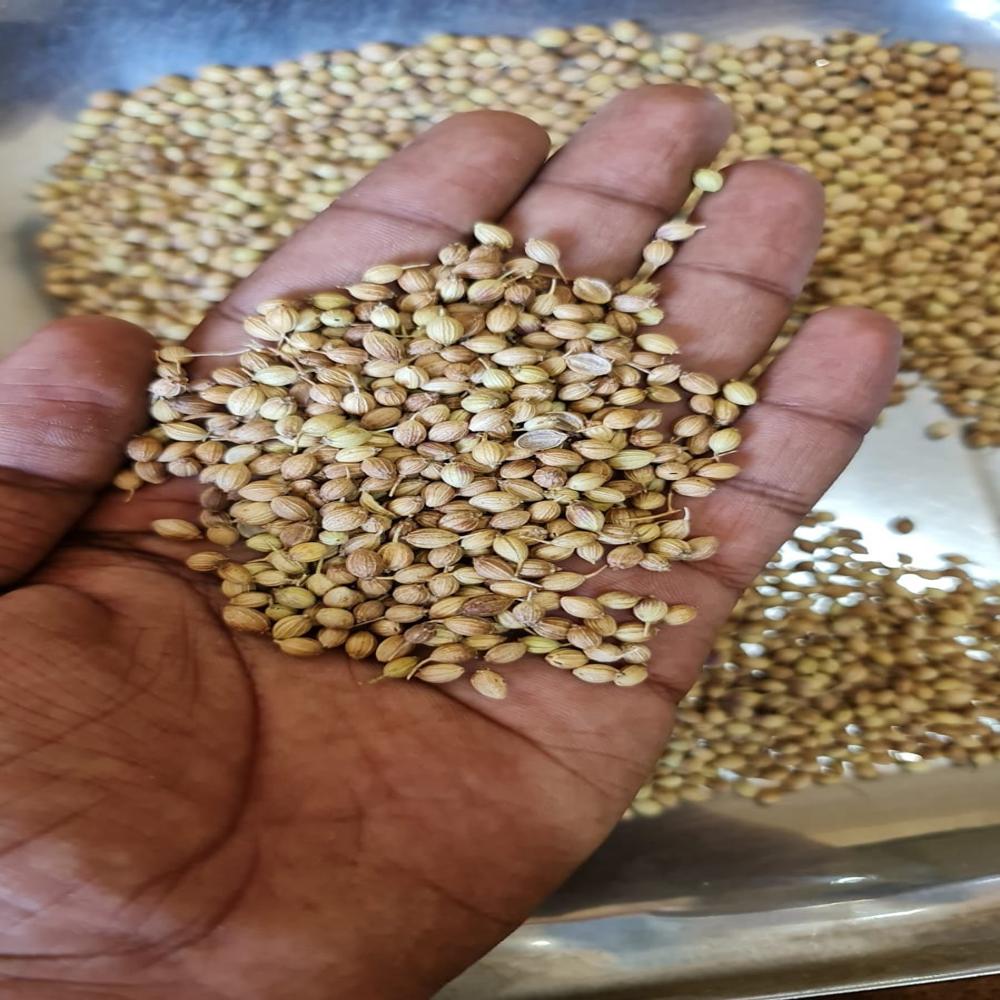 Coriander Seed - Color: Green Type