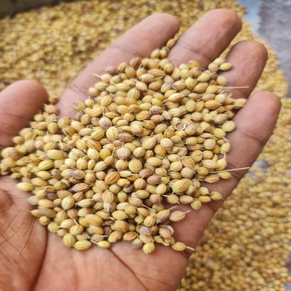 PURE ORGANIC CORRIENDER SEEDS