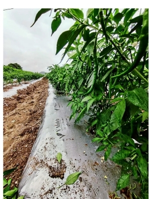 Mulching Paper With Hole - Color: Silver/Black
