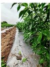 Mulching Paper With Hole - Color: Silver/black