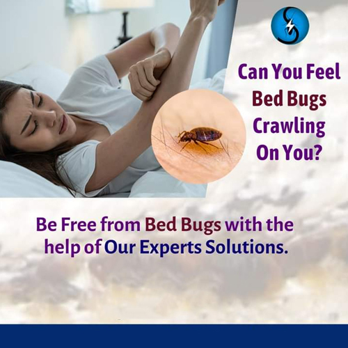 Bed Bugs Pest Control Services