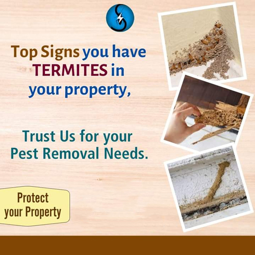 Termite Pest Control Services
