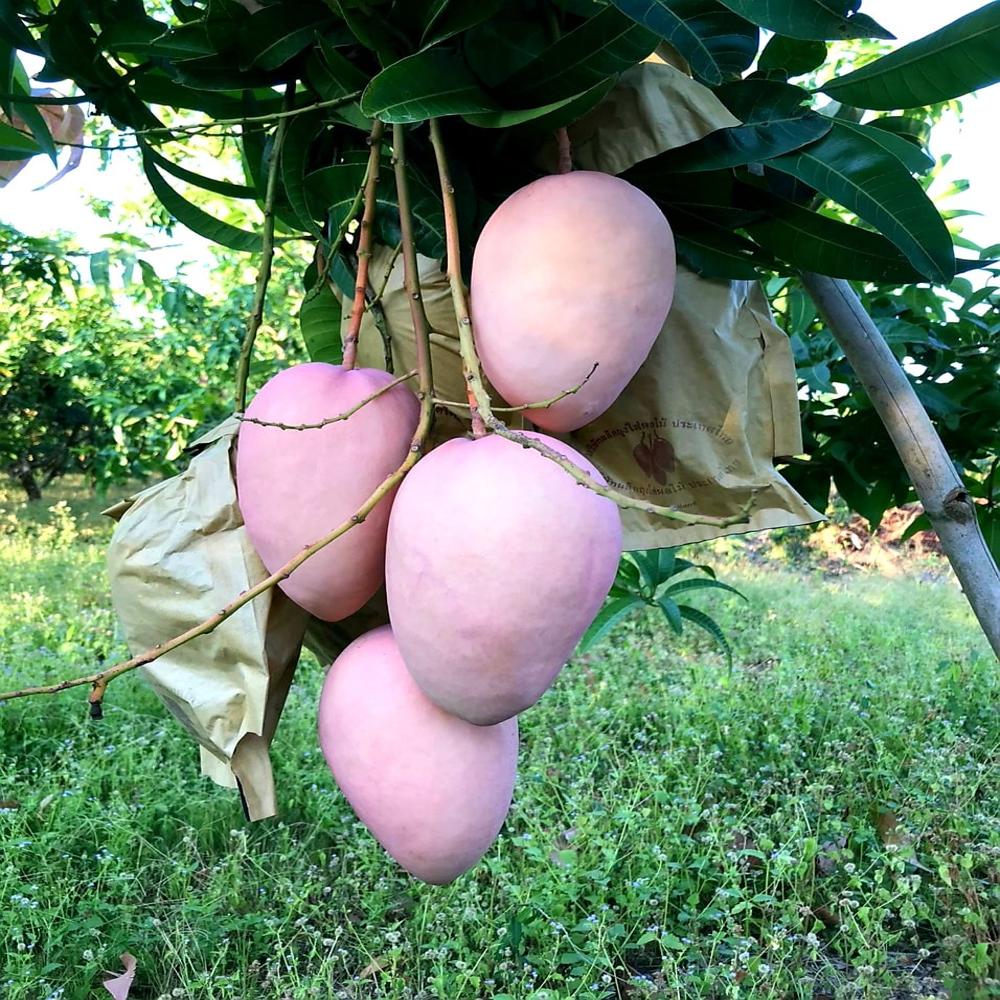 Fruit image when the bag is used