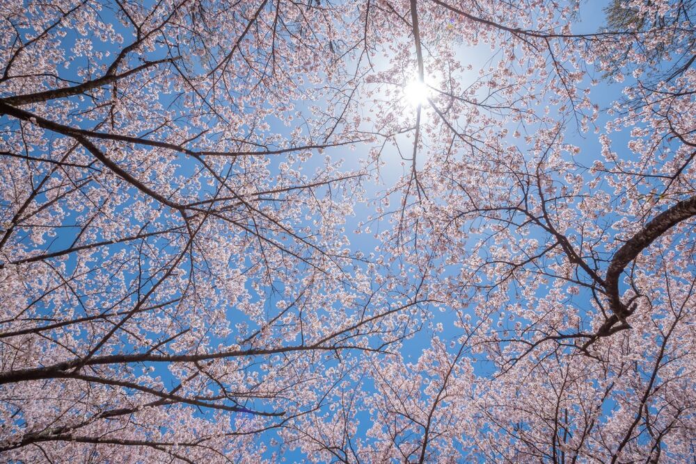 Sunlit Cherry Blossoms In Spring - Pattern: Printed