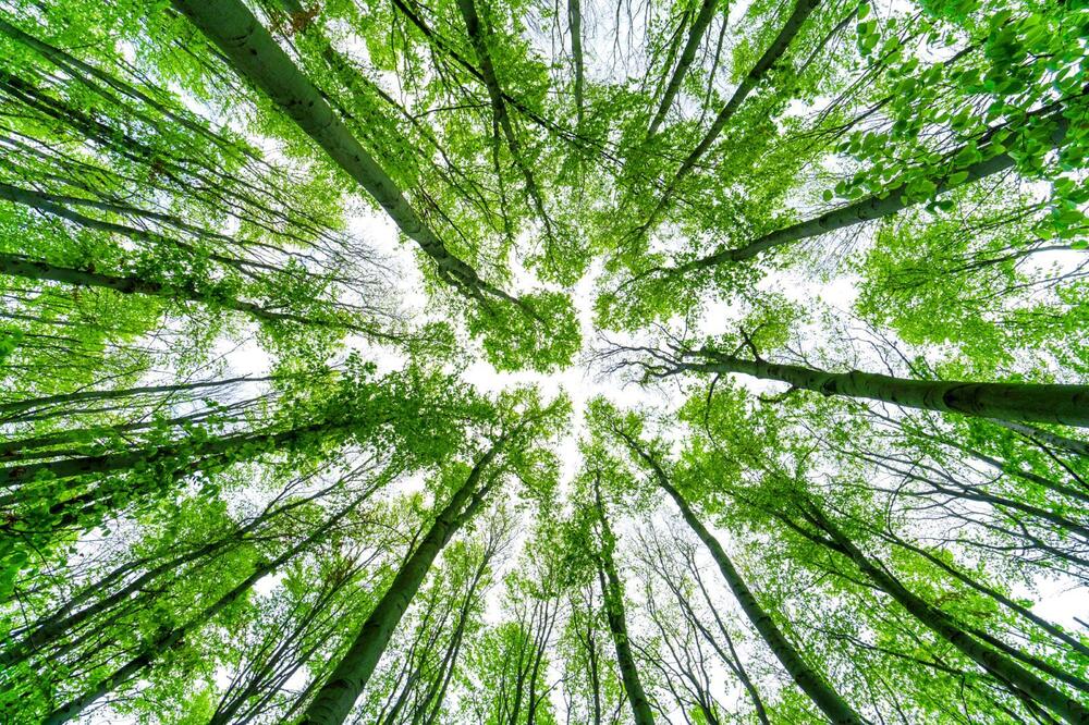 Upward View Of Lush Green Forest - Features: Premium Quality