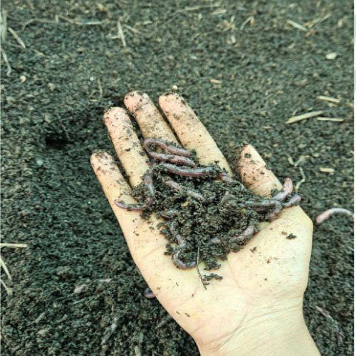 Vermi Compost Powder