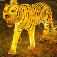 4 Fit 7  Lambai LED Tiger