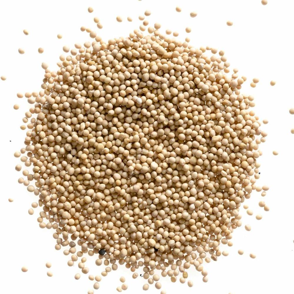 Bulk Wholesale Yellow Mustard Seeds Spices Premium Quality Natural Whole Mustard for Cooking