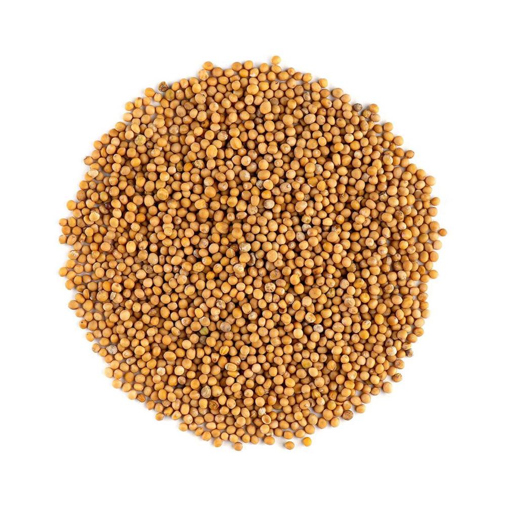 Bulk Wholesale Yellow Mustard Seeds Spices Premium Quality Natural Whole Mustard for Cooking
