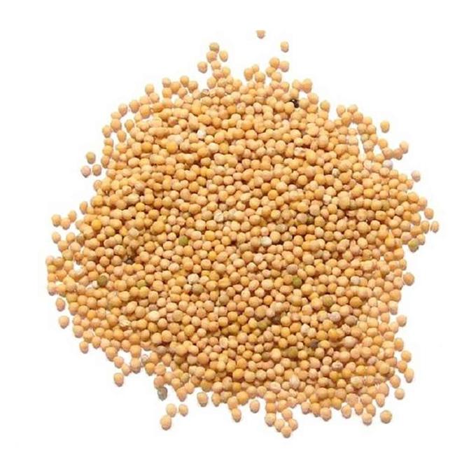 Bulk Wholesale Yellow Mustard Seeds Spices Premium Quality Natural Whole Mustard for Cooking
