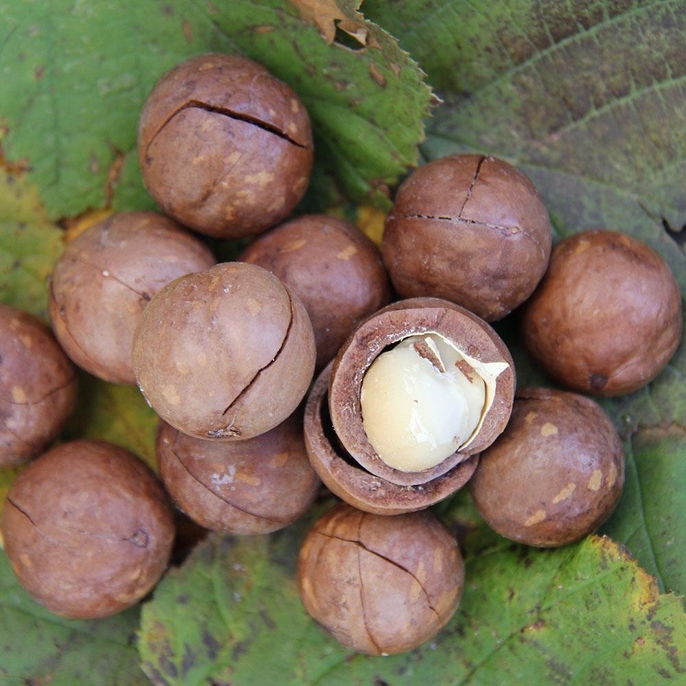 Wholesale Macadamia Nuts Kernel Natural Delicious Raw Macadamia Nuts