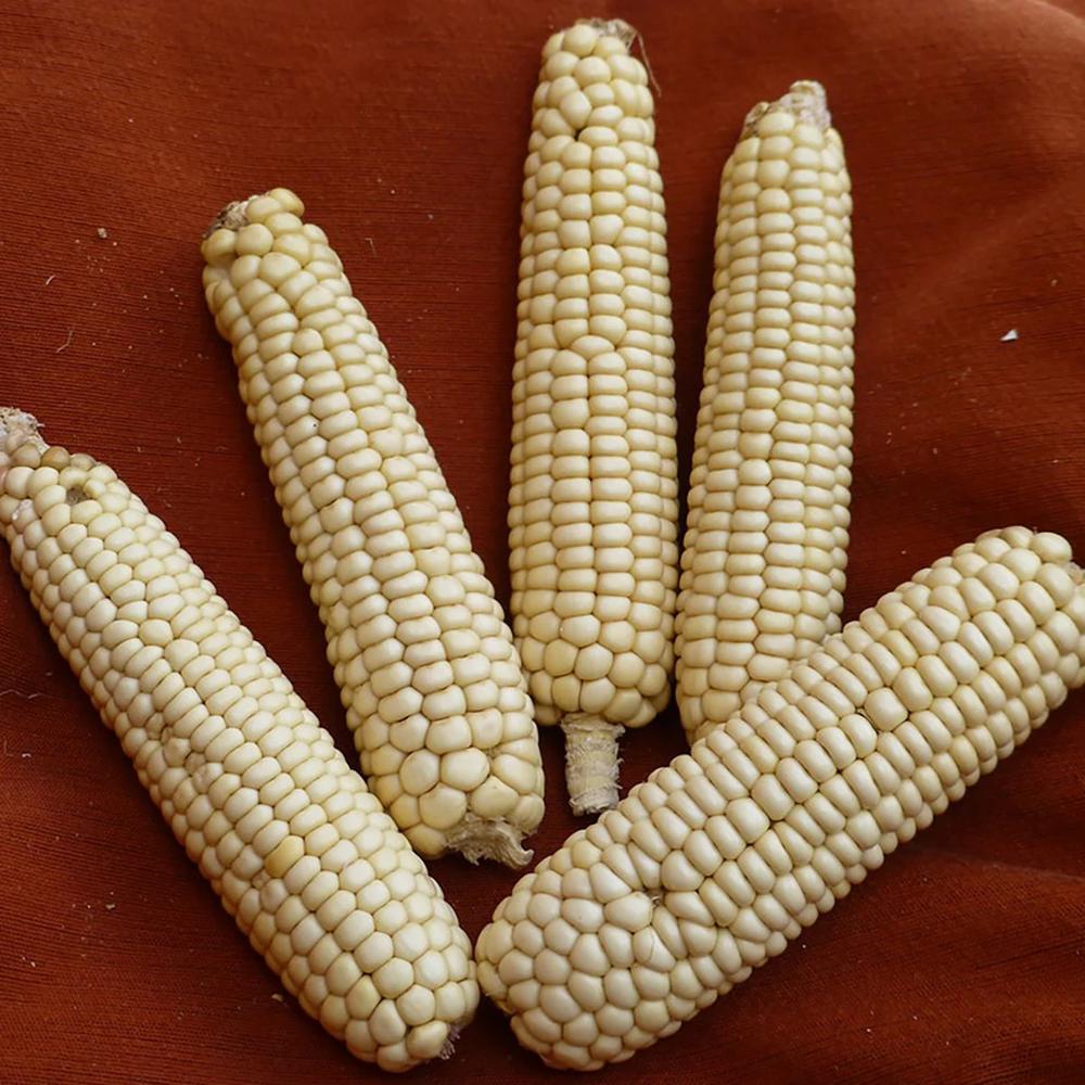 Premium Grade Dry White Corn High Quality White Maize Corn at Competitive Price