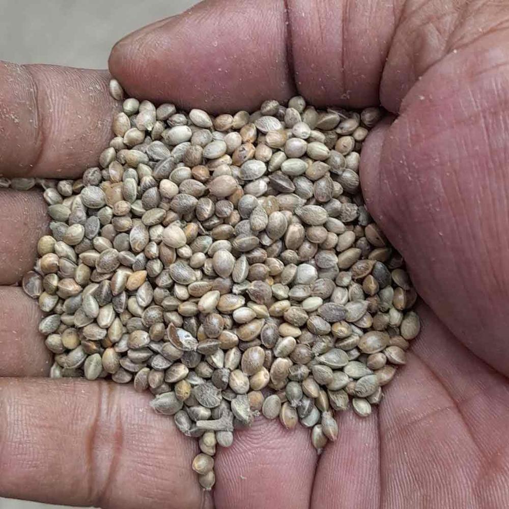 Wholesale Hemp Seeds Bulk Supplier and Global Exporter Hemp seeds supplier