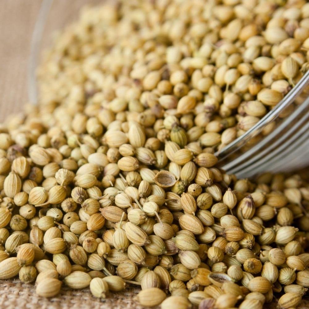 Wholesale Natural Dried Coriander Seeds Single Spices And Herbs At Factory Price - Grade: Premium