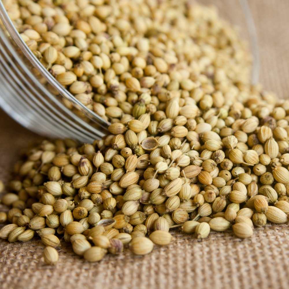 Wholesale Natural Dried Coriander Seeds Single Spices and Herbs at Factory Price