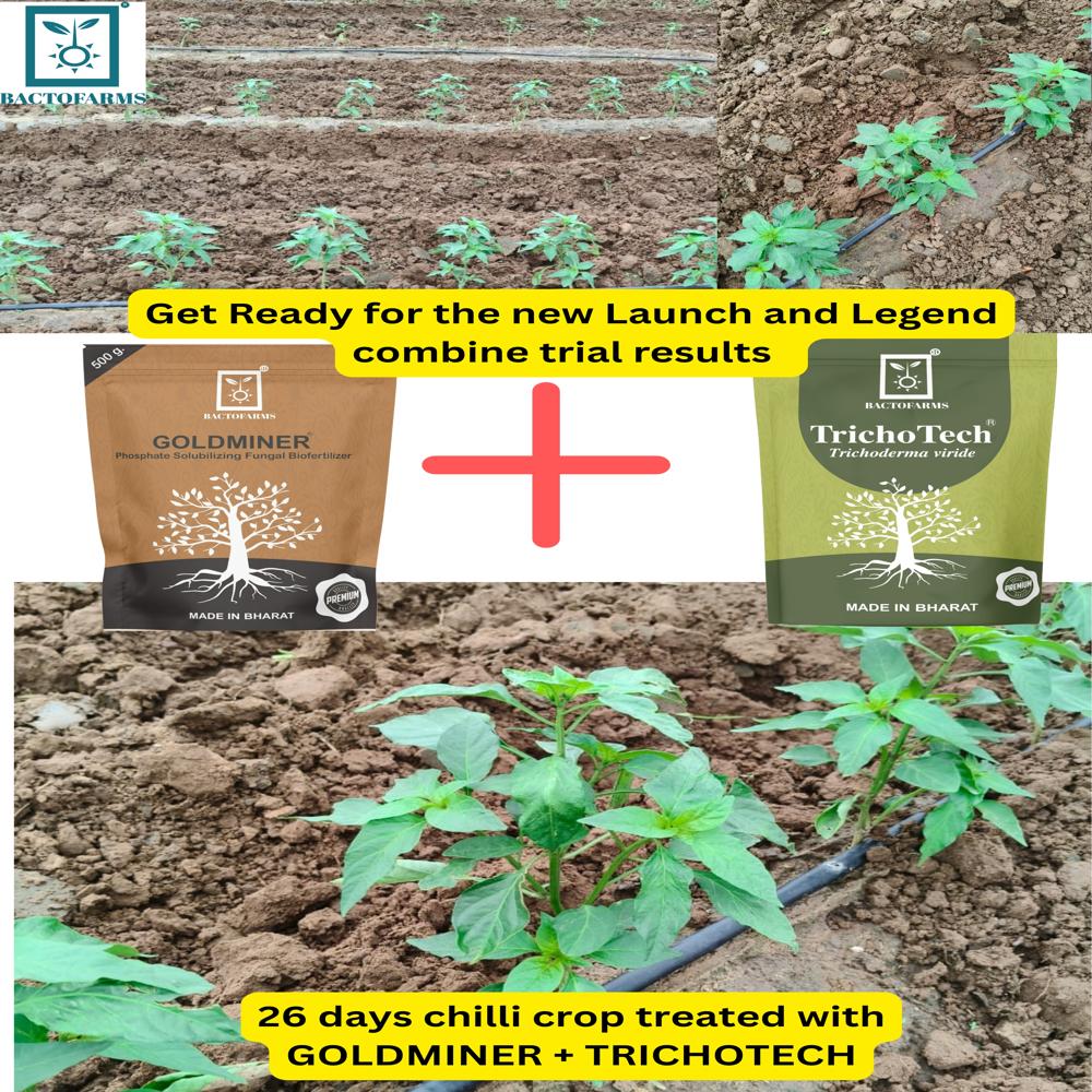 Trichoderma Viride - Application: Broadcast By Mixing With Fertilizers; Drip Application; With All Irrigation Method