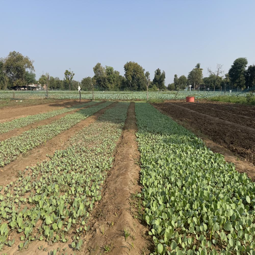 Trichoderma Viride - Application: Broadcast By Mixing With Fertilizers; Drip Application; With All Irrigation Method