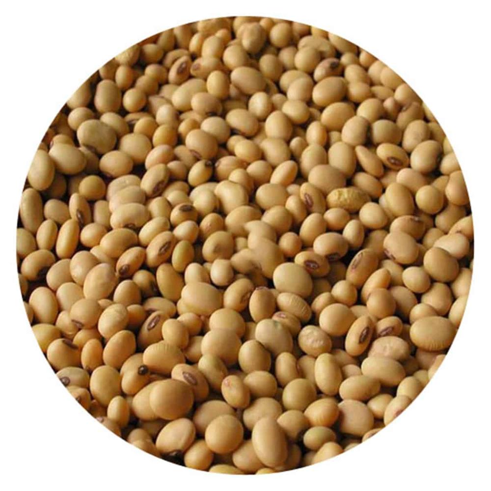 Good Quality Factory Wholesale Bulk Pure Natural Dried Soybeans Nutrient Raw Soybeans