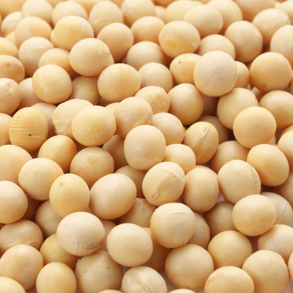 Good Quality Factory Wholesale Bulk Pure Natural Dried Soybeans Nutrient Raw Soybeans