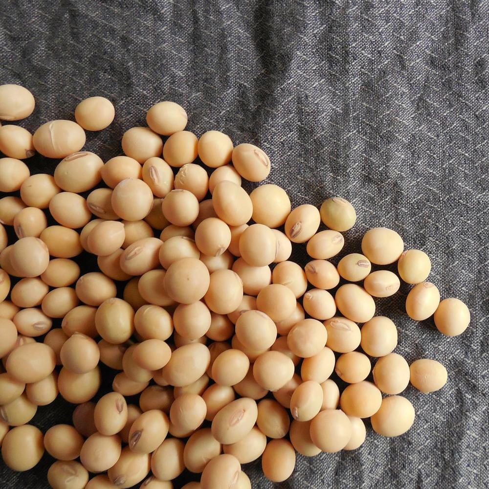 Good Quality Factory Wholesale Bulk Pure Natural Dried Soybeans Nutrient Raw Soybeans