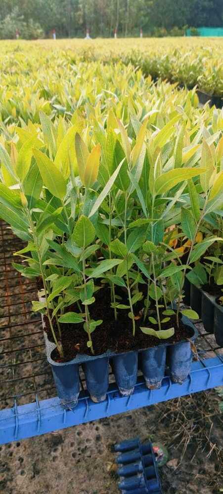 Clone Safeda P288 - Color: Green