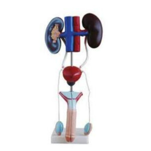 Male urogenital system