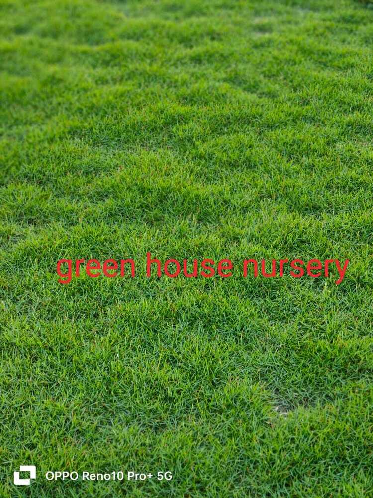 American Grass
