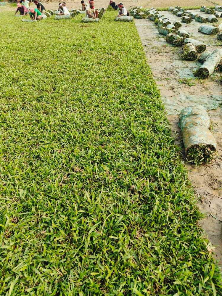 Baffalo Grass - Color: Green