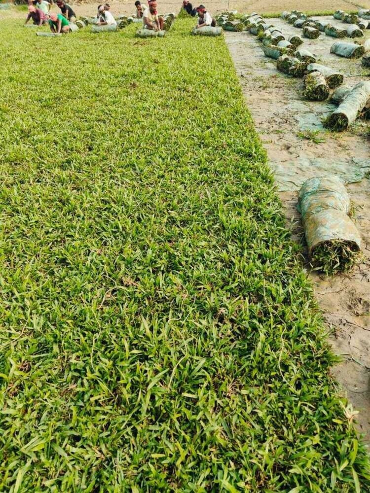 Baffalo Grass (Natural) - Color: Green