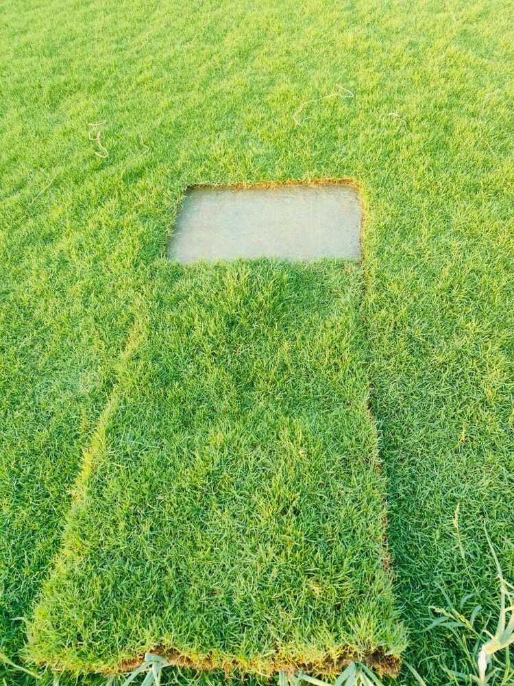 Chinese Grass - Color: Green