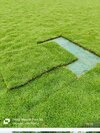 Mexican Grass - Color: Green