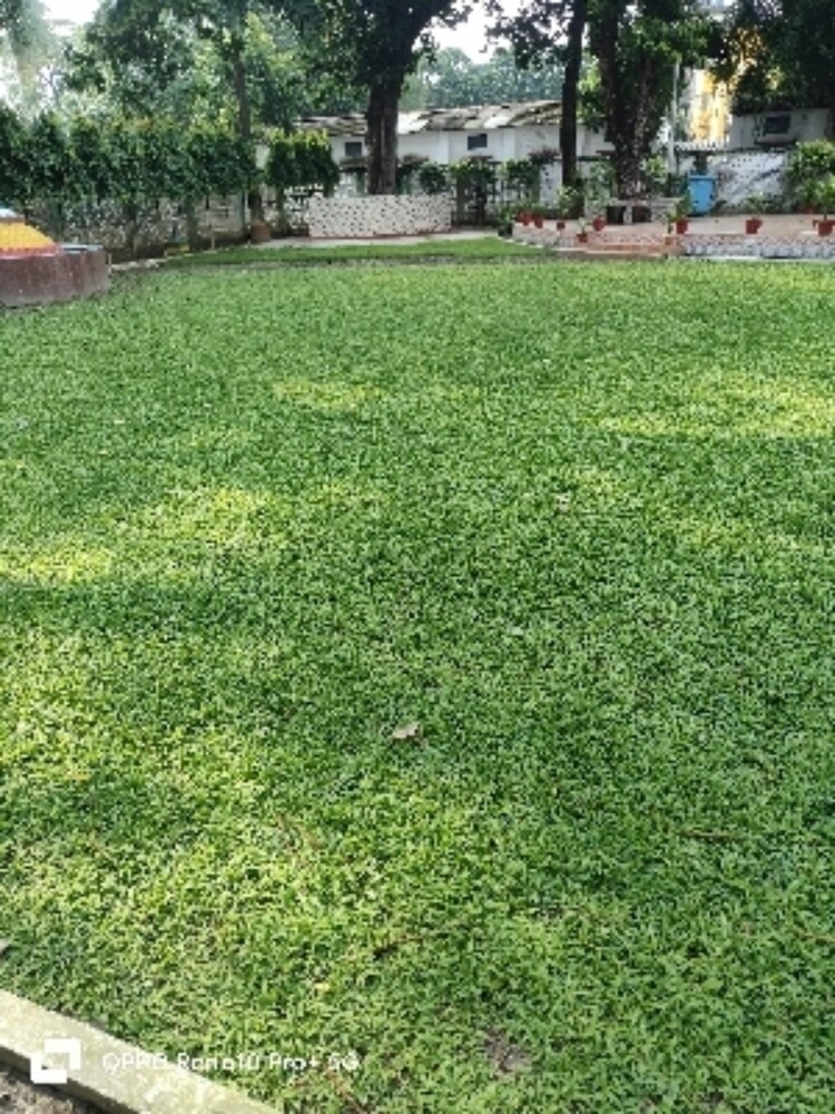 प्राकृतिक घास