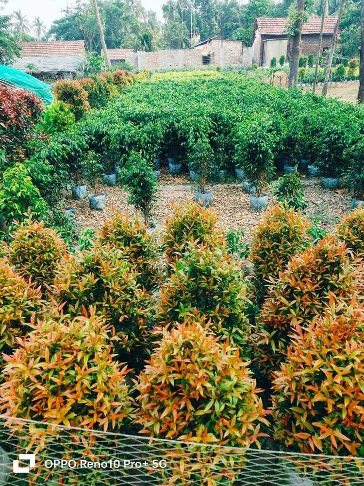 Natural Bengali Plant - Shelf Life: 5 To 12 Years