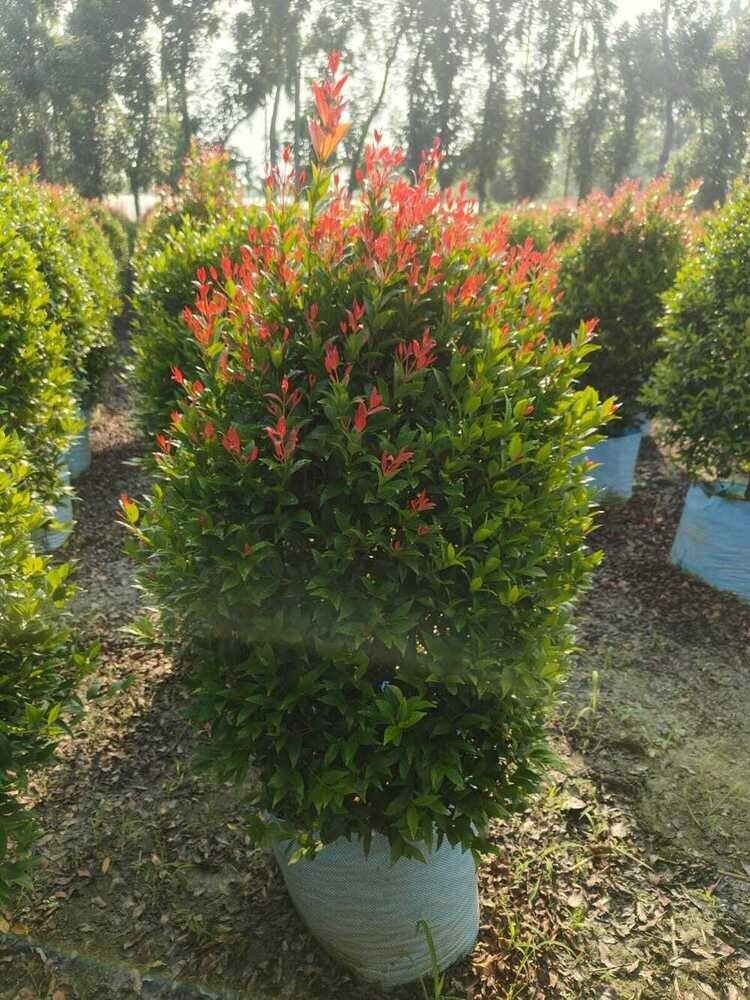 Red Foliage Ornamental Plant - Shelf Life: 5 To 12 Years