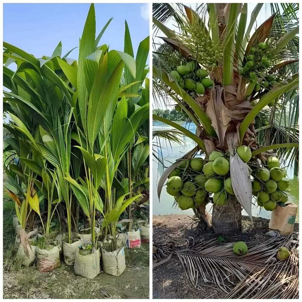 01_Coconut Plant Organic - Shelf Life: 5 To 12 Years
