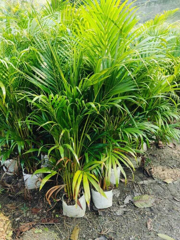 Areca Palm Plant, - Breed: Erica Pam