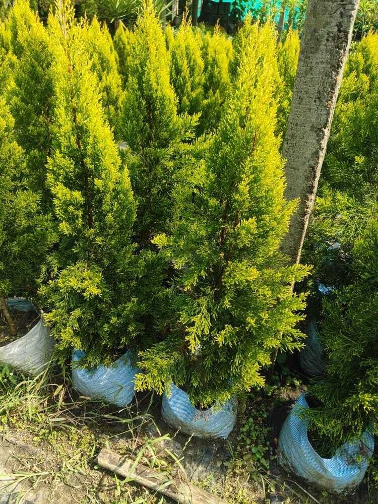 Golden Thuja Plant - Shelf Life: 5 To 12 Years