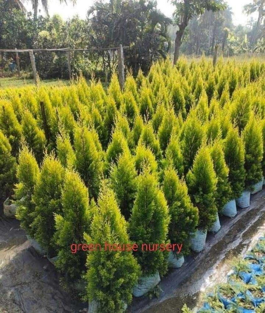 Golden Thuja Ornamental Plant - Shelf Life: 5 To 12 Years