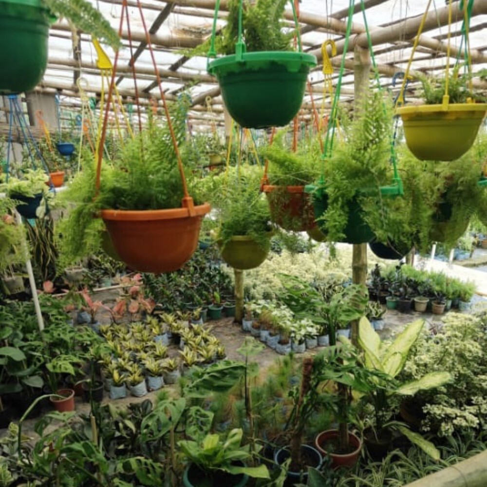 Hanging Garden Plant - Color: Green