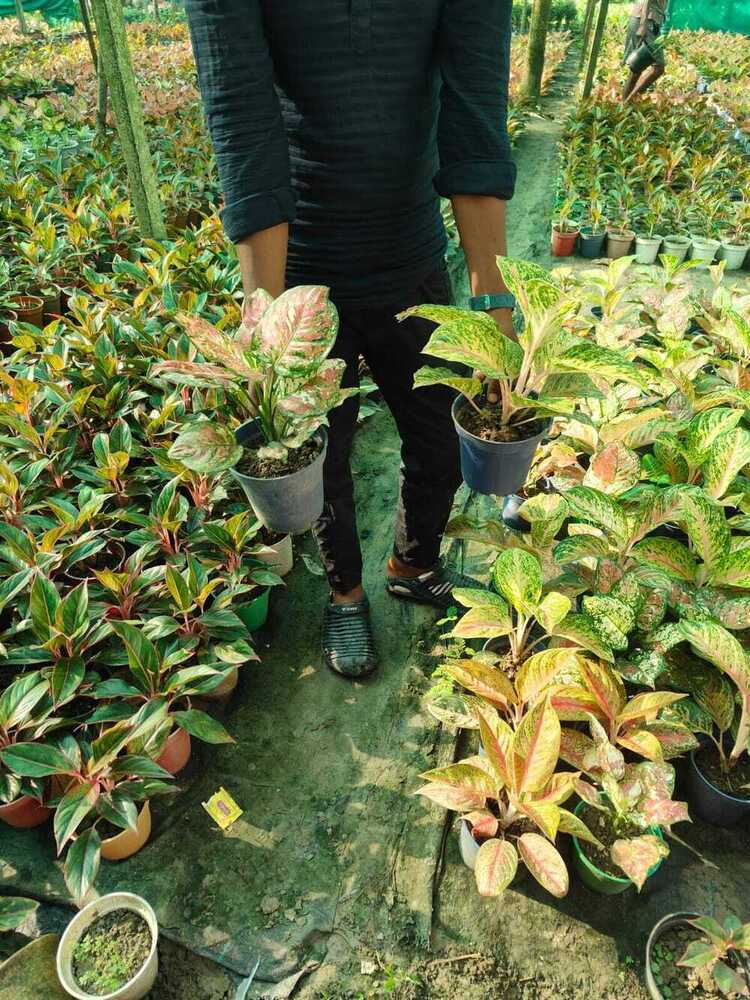 Natural Indoor Plant - Shelf Life: 5 To 12 Years