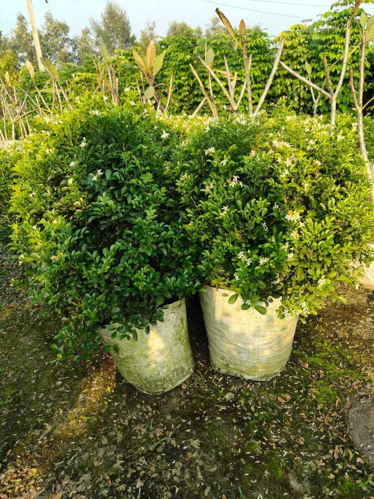 Kamini Plant - Shelf Life: 5 To 12 Years