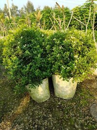 Ficus Topiary Plant - Shelf Life: 5 To 12 Years