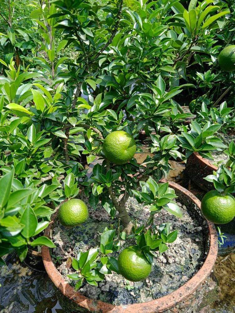 Lemon Plant