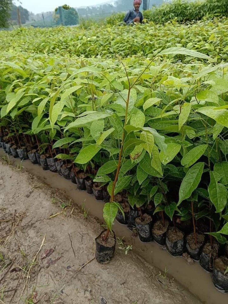 Organic Meguni Plant - Shelf Life: 5 To 12 Years