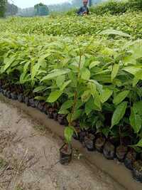 Meguni Plant - Shelf Life: 5 To 12 Years