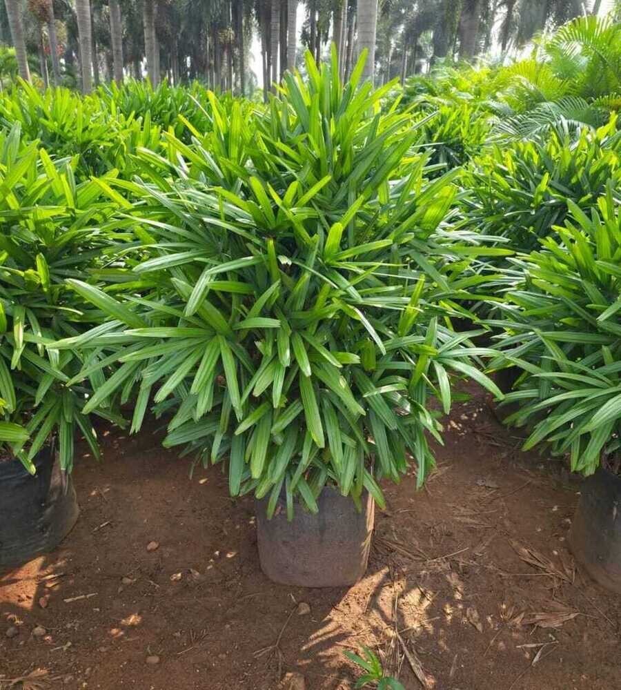 Natural Raviskam Plant - Shelf Life: 5 To 12 Years