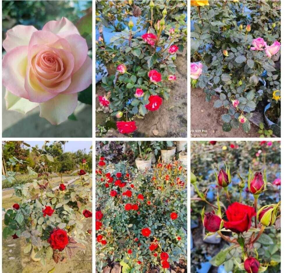 Rose Plant (Natural) - Color: All Color