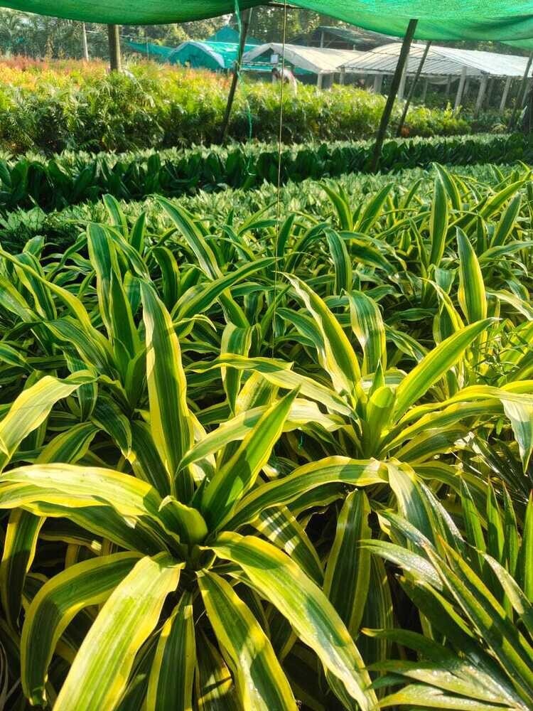 Natural Victoria Plant - Shelf Life: 5 To 12 Years